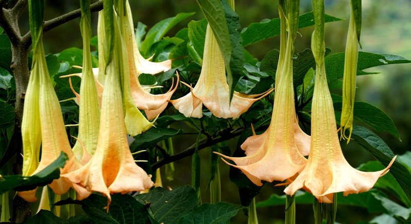 La brugmansia tiene unas flores de gran belleza y es una planta de interior que destaca por el olor que desprende
