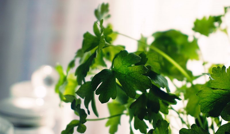 Hojas de cilantro de color verde que sirven para aromatizar la habitación de la casa