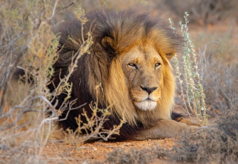 Un león, el animal considerado el rey de la selva, observa a su alrededor en la sabana africana