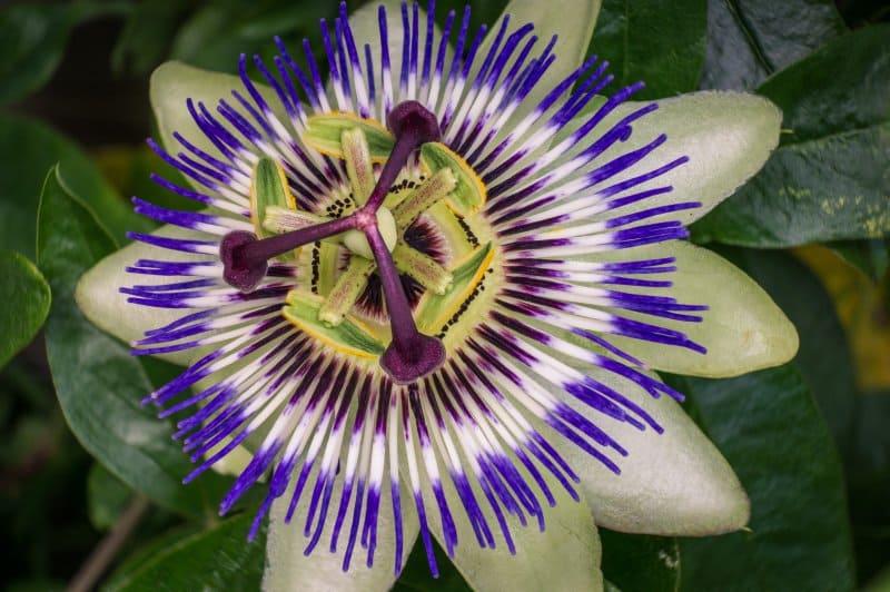 Flor de pasiflora, una planta aromática que forma parte de un género denominado flores de la pasión y que se caracteriza por sus formas y colores