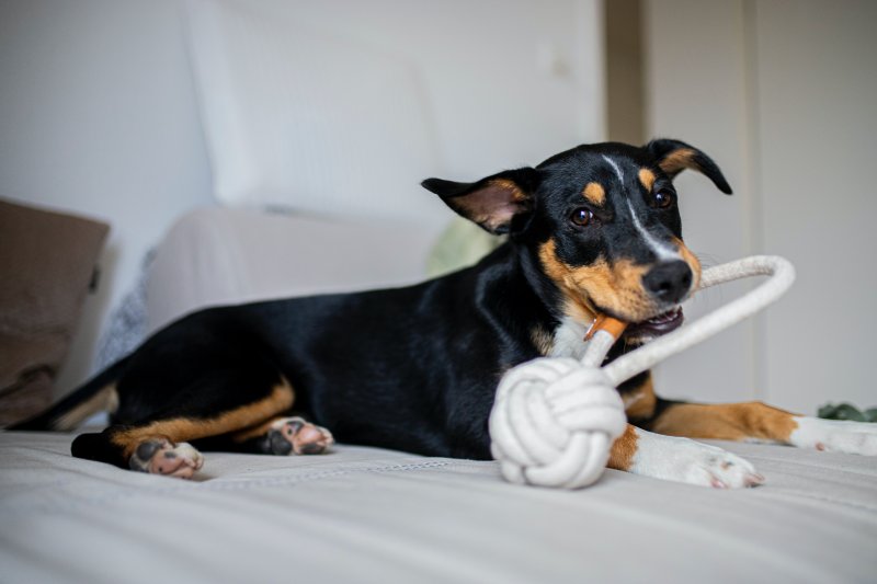 Un perro sujeta con la boca un juguete hecho de cuerda