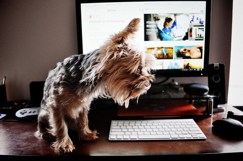 Un perro de un teletrabajador etá sobre el escritorio de la home office al lado del teclado y la pantalla del ordenador