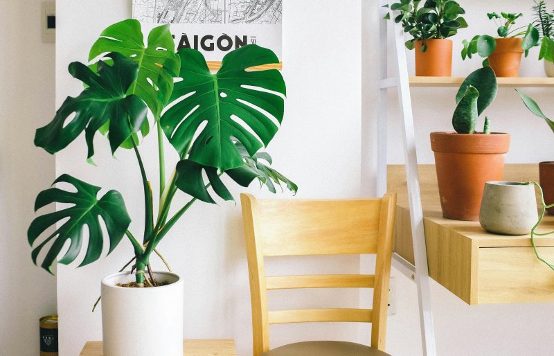 Plantas de interior en una casa que permiten refrescar el ambiente de las habitaciones